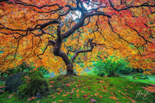 Sample tree 2